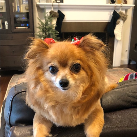 Meet your Posher, Rosa - Picture 1 of 1